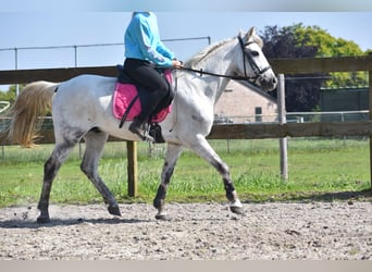 Otras razas, Caballo castrado, 9 años, 151 cm, Tordo