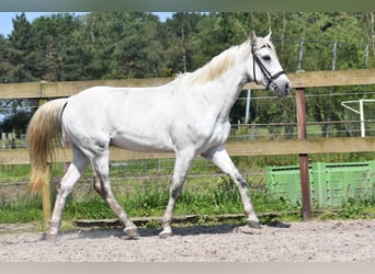 Otras razas, Caballo castrado, 9 años, 151 cm, Tordo