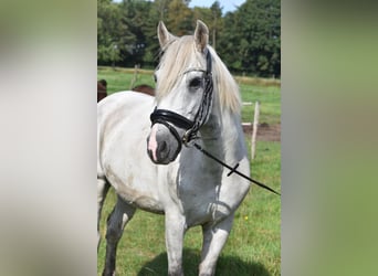 Otras razas, Caballo castrado, 9 años, 151 cm, Tordo