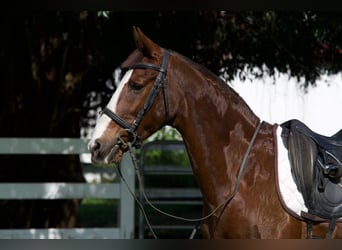 Otras razas Mestizo, Caballo castrado, 9 años, 152 cm, Alazán rojizo