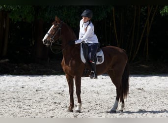 Otras razas Mestizo, Caballo castrado, 9 años, 152 cm, Alazán rojizo