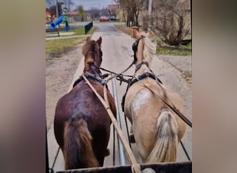 Otras razas, Caballo castrado, 9 años, 152 cm, Pío