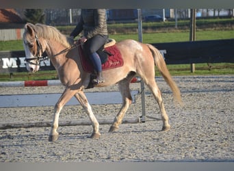 Otras razas, Caballo castrado, 9 años, 152 cm, Pío