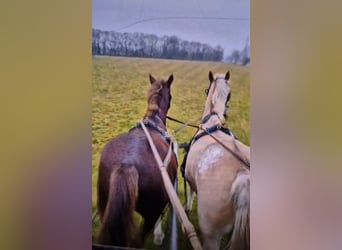 Otras razas, Caballo castrado, 9 años, 152 cm, Pío