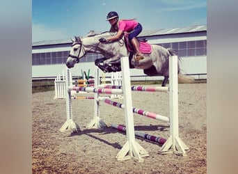 Otras razas, Caballo castrado, 9 años, 154 cm, Tordo