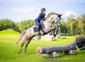 Otras razas, Caballo castrado, 9 años, 154 cm, Tordo