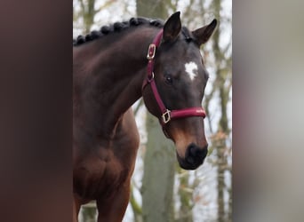 Otras razas, Caballo castrado, 9 años, 162 cm, Castaño