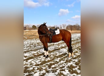 Otras razas Mestizo, Caballo castrado, 9 años, 163 cm, Castaño