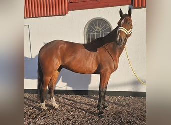 Otras razas Mestizo, Caballo castrado, 9 años, 163 cm, Castaño