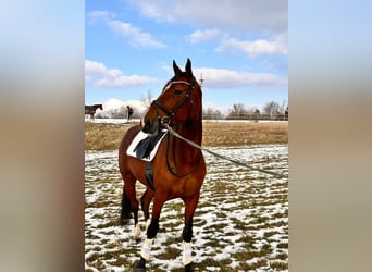 Otras razas Mestizo, Caballo castrado, 9 años, 163 cm, Castaño