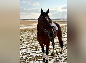 Otras razas Mestizo, Caballo castrado, 9 años, 163 cm, Castaño