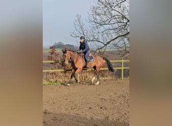 Otras razas Mestizo, Caballo castrado, 9 años, 163 cm, Castaño