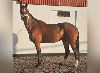 Otras razas Mestizo, Caballo castrado, 9 años, 163 cm, Castaño