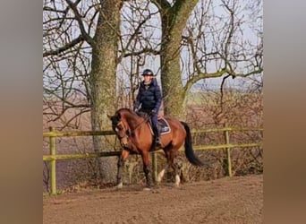 Otras razas Mestizo, Caballo castrado, 9 años, 163 cm, Castaño