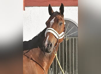 Otras razas Mestizo, Caballo castrado, 9 años, 163 cm, Castaño