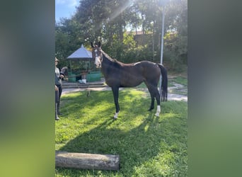 Otras razas Mestizo, Caballo castrado, 9 años, 165 cm, Negro