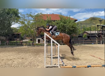 Otras razas, Caballo castrado, 9 años, 168 cm, Castaño rojizo