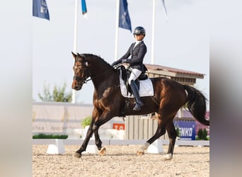 Otras razas Mestizo, Caballo castrado, 9 años, 170 cm, Castaño