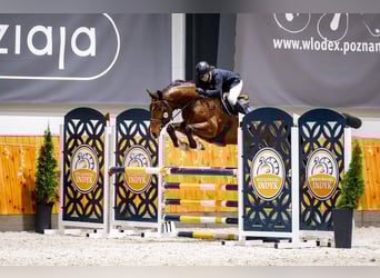 Otras razas, Caballo castrado, 9 años, 172 cm, Castaño