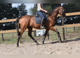 Otras razas, Caballo castrado, 9 años, 173 cm, Castaño