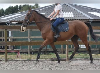 Otras razas, Caballo castrado, 9 años, 173 cm, Castaño