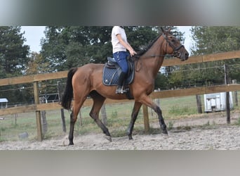 Otras razas, Caballo castrado, 9 años, 173 cm, Castaño