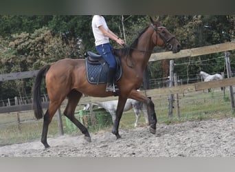 Otras razas, Caballo castrado, 9 años, 173 cm, Castaño