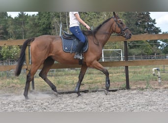 Otras razas, Caballo castrado, 9 años, 173 cm, Castaño