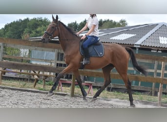 Otras razas, Caballo castrado, 9 años, 173 cm, Castaño
