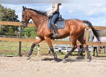 Otras razas, Caballo castrado, 9 años, 173 cm, Castaño