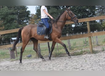 Otras razas, Caballo castrado, 9 años, 173 cm, Castaño