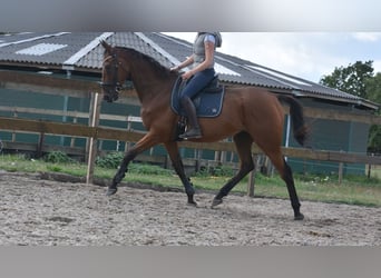 Otras razas, Caballo castrado, 9 años, 173 cm, Castaño