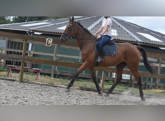 Otras razas, Caballo castrado, 9 años, 173 cm, Castaño