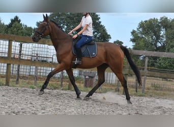 Otras razas, Caballo castrado, 9 años, 173 cm, Castaño