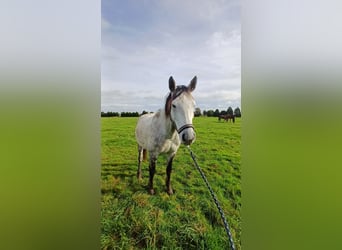 Otras razas, Caballo castrado, 9 años, Tordo rodado