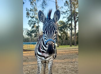 Otras razas, Semental, 1 año, 102 cm