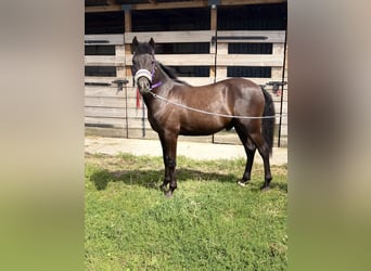 Otras razas Mestizo, Semental, 1 año, 145 cm, Morcillo