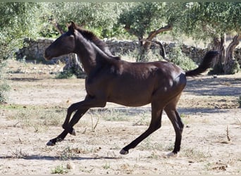 Otras razas, Semental, 1 año, 153 cm, Negro