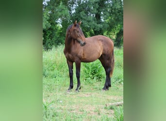 Otras razas Mestizo, Semental, 1 año, 165 cm, Morcillo