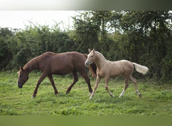 Otras razas Mestizo, Semental, 1 año, 175 cm, Palomino