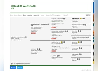 Otras razas, Semental, 1 año, Tordo
