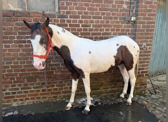 Otras razas, Semental, 2 años, 130 cm, White/Blanco