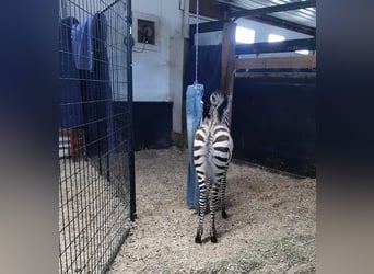 Otras razas, Semental, 2 años, 142 cm, White/Blanco