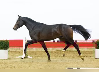 Otras razas, Semental, 2 años, 160 cm, Castaño oscuro