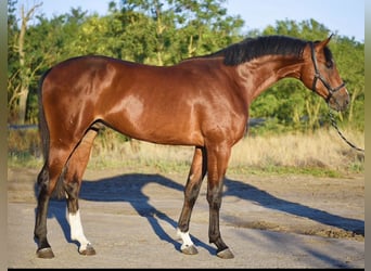 Otras razas, Semental, 2 años, 174 cm, Castaño claro