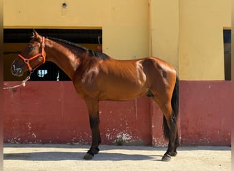 Otras razas, Semental, 3 años, 148 cm, Castaño