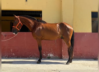 Otras razas, Semental, 3 años, 148 cm, Castaño