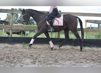 Otras razas, Semental, 3 años, 151 cm, Castaño oscuro