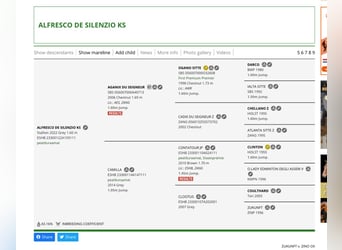 Otras razas, Semental, 3 años, 161 cm, Tordo