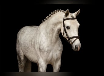 Otras razas, Semental, 4 años, 139 cm, Tordo
